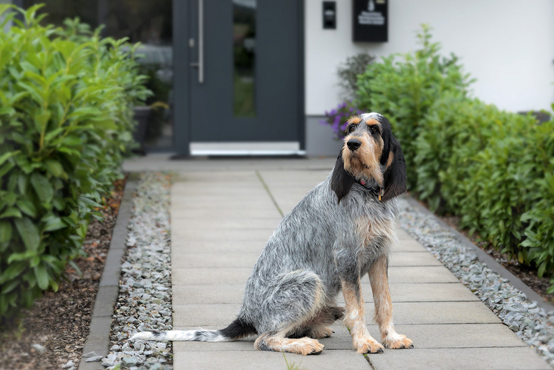 Bürohund